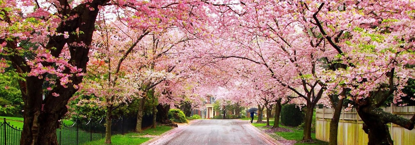 beautiful image